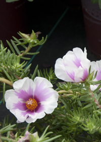 Portulaca 'Samba Pink Bicolor'